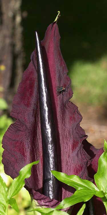 All Flies Welcome