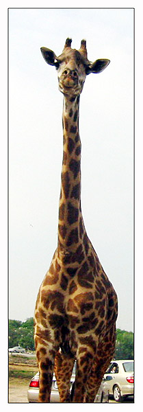 Longneck *