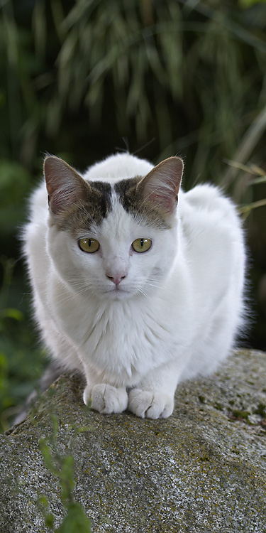 White Cat
