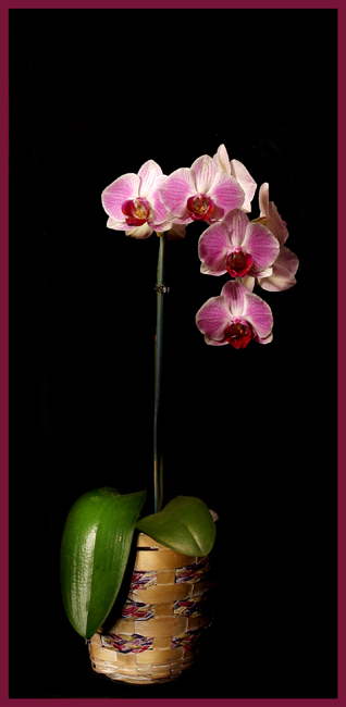Soft Lit Orchid  *