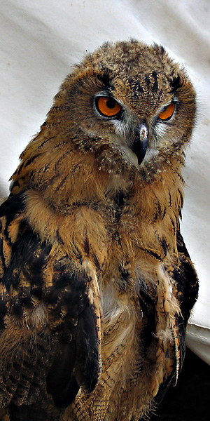 Watchful eyes *