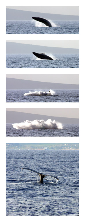 <b>Thar She Blows</b>