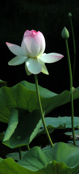 Lotus