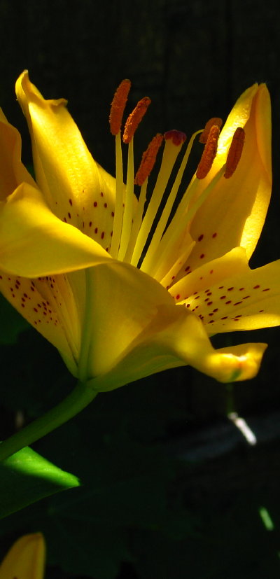 Sun and Shade *