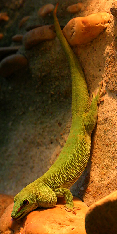 Its Not Easy Being Green.