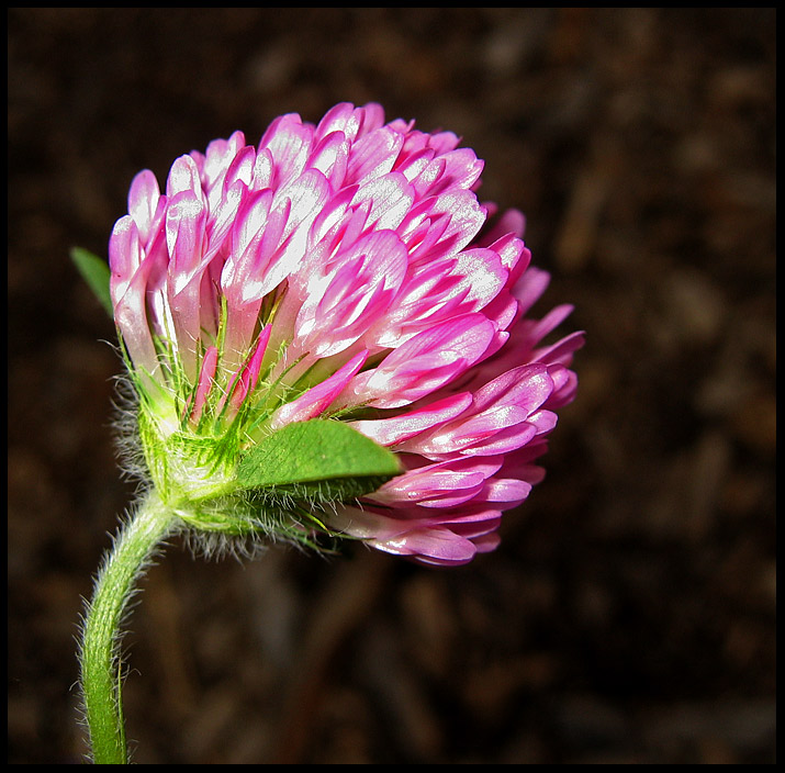 Wild Flower*