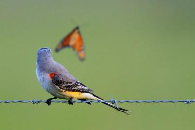 Scissor-tailed Flycatcher