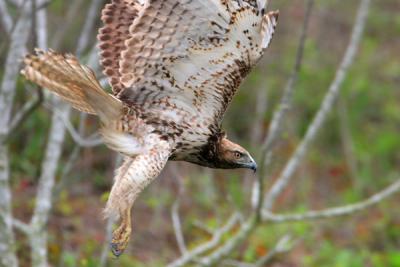 Red-tailed Hawk