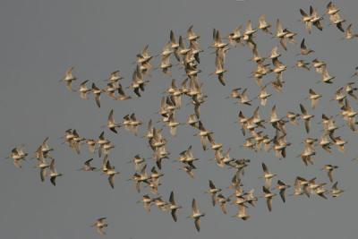 Short-billed Dowitcher