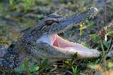 American Alligator