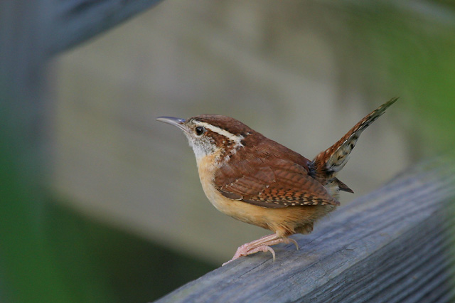 Carolina Wren