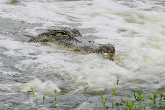 American Alligator