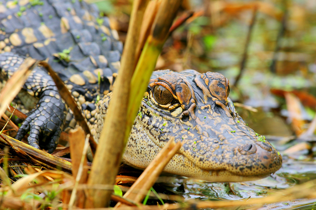 American Alligator