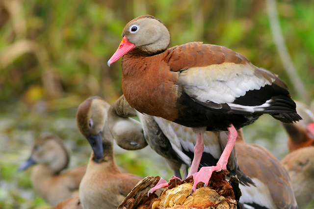 Black-bellied Whistling-Duck