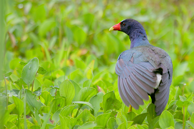 Purple Gallinule