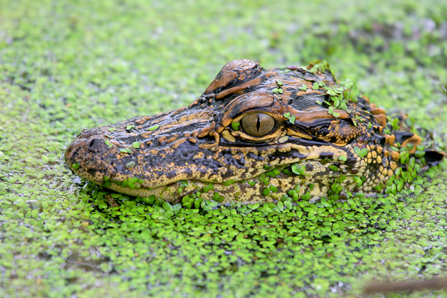 American Alligator