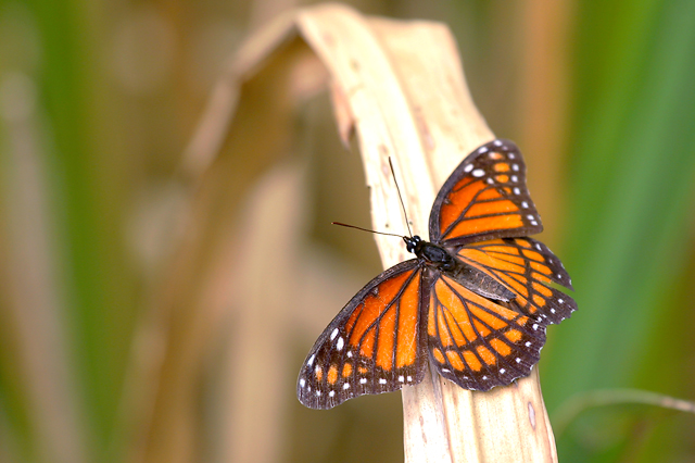 Viceroy