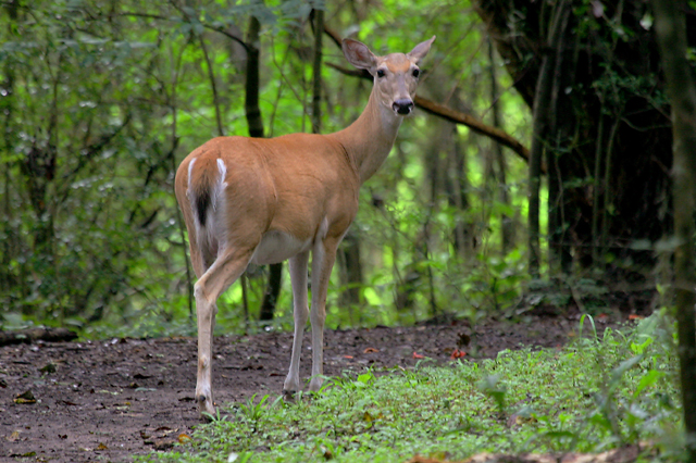 White-tailed Deer