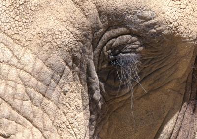 Elephant_0121.jpg