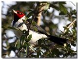 IMG_4250 copy.jpg