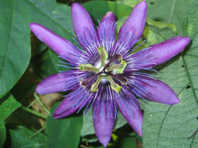Flower.jpg
