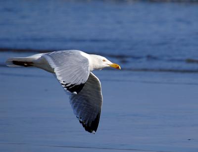 u48/daveja/medium/40111623.gull4.jpg