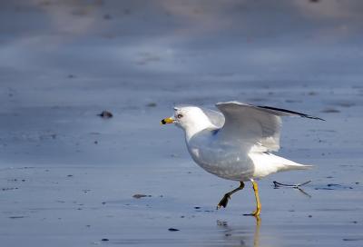 u48/daveja/medium/40111626.gull2.jpg