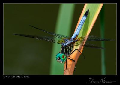 Blue Dasher