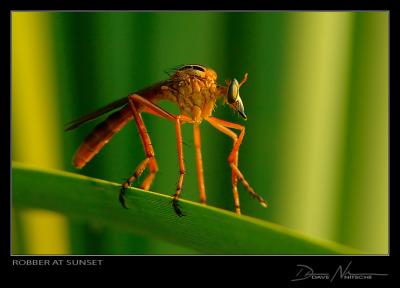 Robber at Sunset