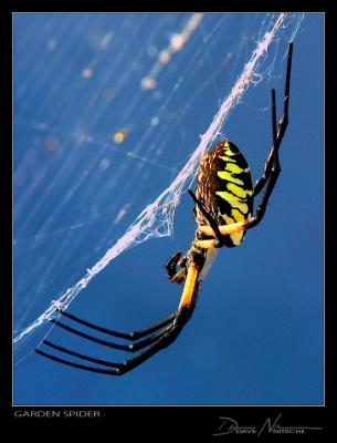 Garden Spider