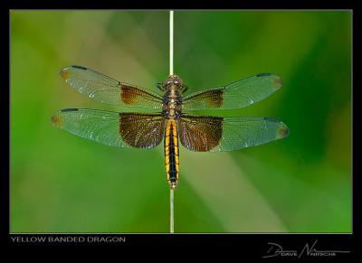Yellow Banded Dragon