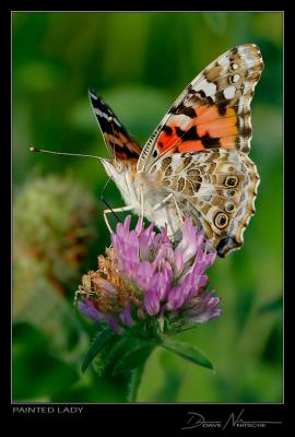 Painted Lady