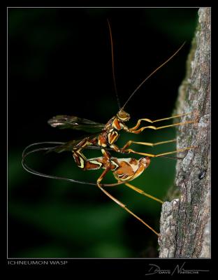 Ichneumon Wasp Laying Eggs