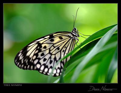 Tree Nymph