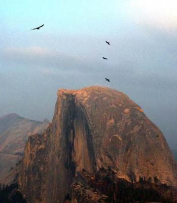 Ravens and Half Dome at Sunset