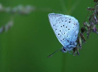Azure Butterfly