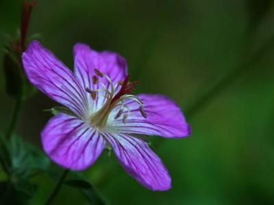 Flower in Quaking Aspen Meadow