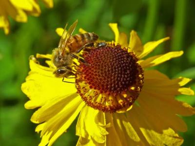 Bee on Bigalow Sneezeweed