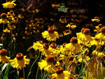 Bigalow Sneezeweed, Portuguese Pass Road