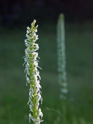 Sierra Rein Orchid