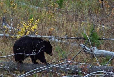 Mother Bear