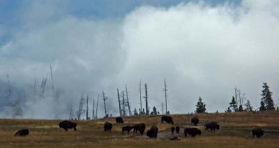 u48/davewyman/medium/37110054.PICT0004_1.jpg