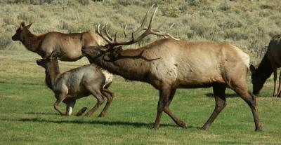 Elk Family Portrait, Yellowstone