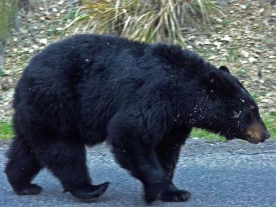 Mother Bear a Bit Close to the Photographer