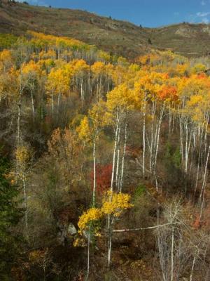 Aspen in the Sun