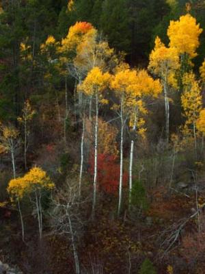 Aspen