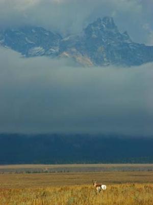 Pronghorn Antelope and the Tetons