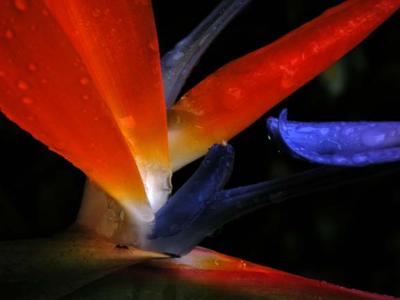 My Favorite - Bird of Paradise with Ant
