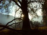 Morning Light on Stoneman Meadow