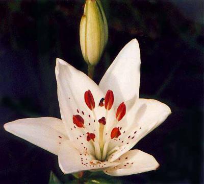 tiger lily fixed copy.jpg